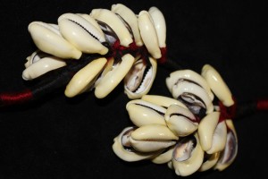 Large cowrie shells, Afghanistan Pakistan